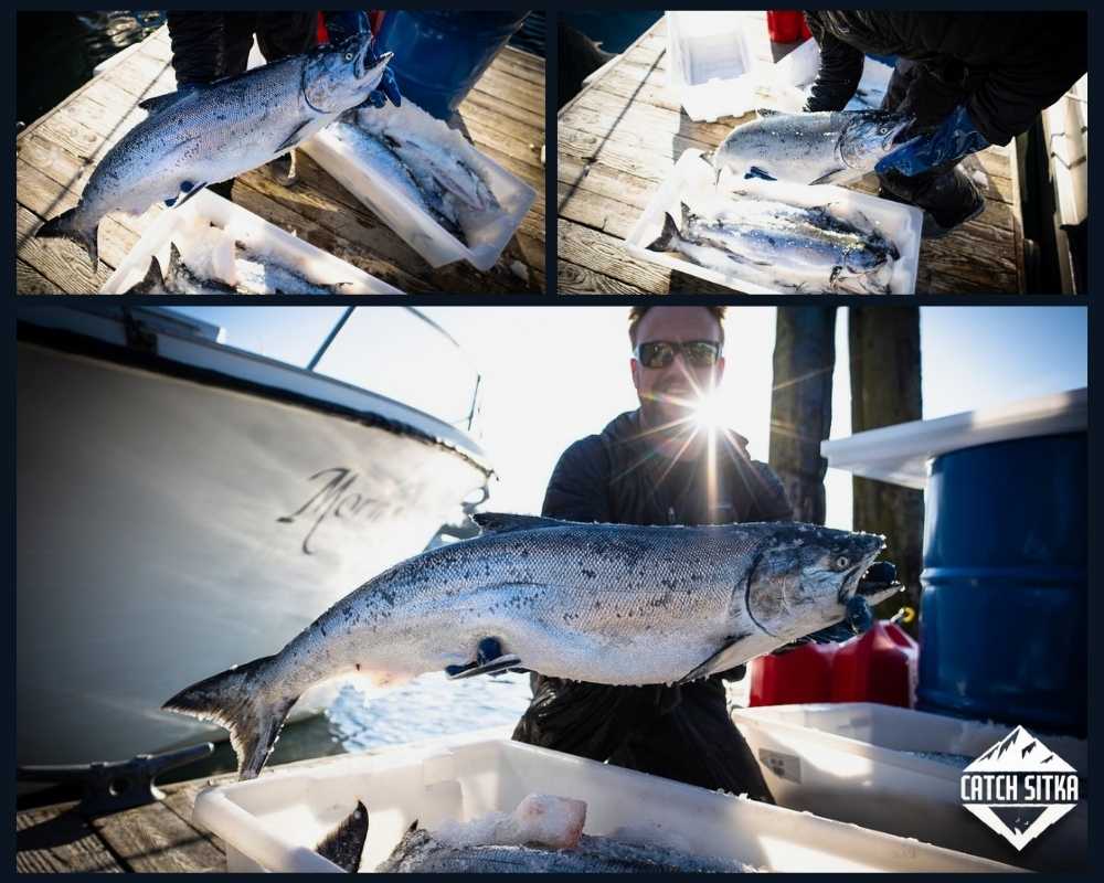 Wild Alaskan King Salmon (Chinook, Spring Salmon, Tyee) – Catch